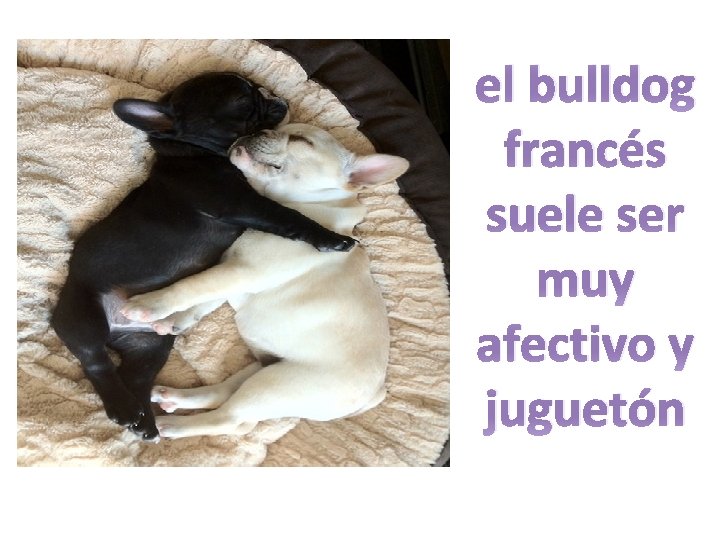 el bulldog francés suele ser muy afectivo y juguetón 