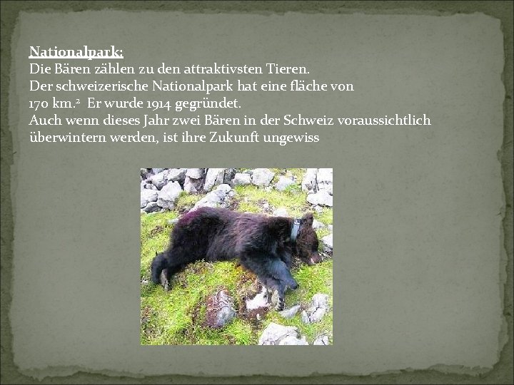Nationalpark: Die Bären zählen zu den attraktivsten Tieren. Der schweizerische Nationalpark hat eine fläche