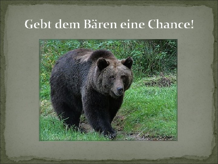 Gebt dem Bären eine Chance! 