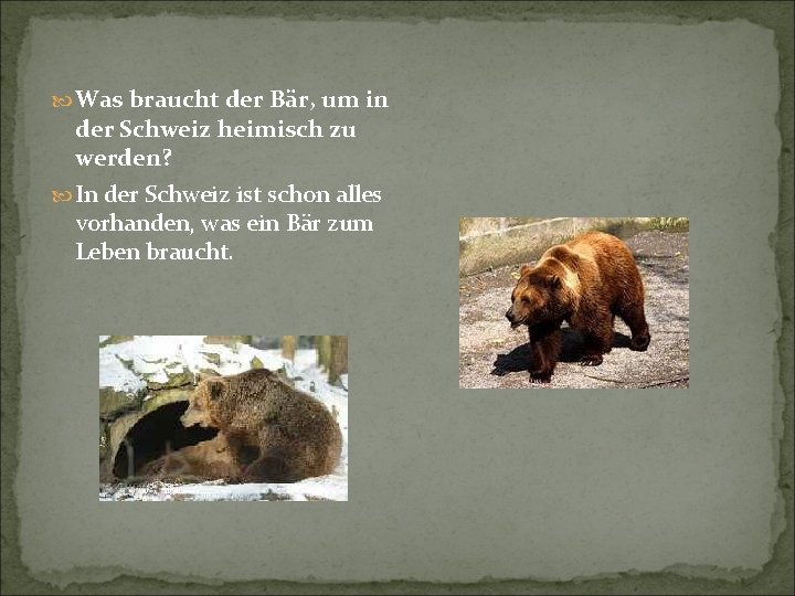  Was braucht der Bär, um in der Schweiz heimisch zu werden? In der