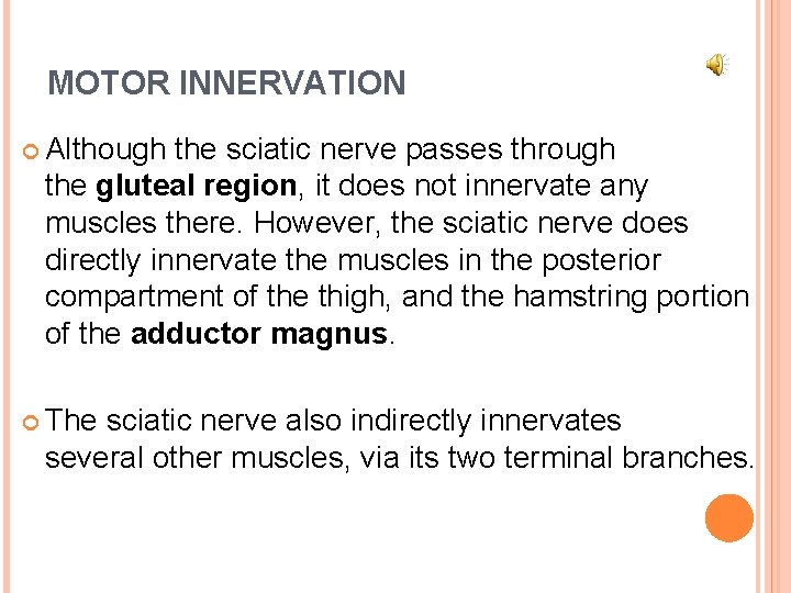 MOTOR INNERVATION Although the sciatic nerve passes through the gluteal region, it does not