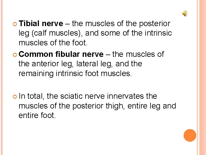  Tibial nerve – the muscles of the posterior leg (calf muscles), and some