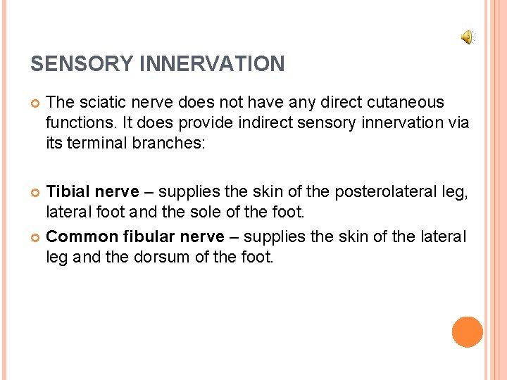 SENSORY INNERVATION The sciatic nerve does not have any direct cutaneous functions. It does