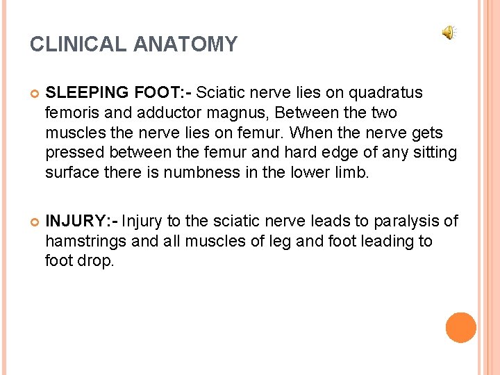 CLINICAL ANATOMY SLEEPING FOOT: - Sciatic nerve lies on quadratus femoris and adductor magnus,