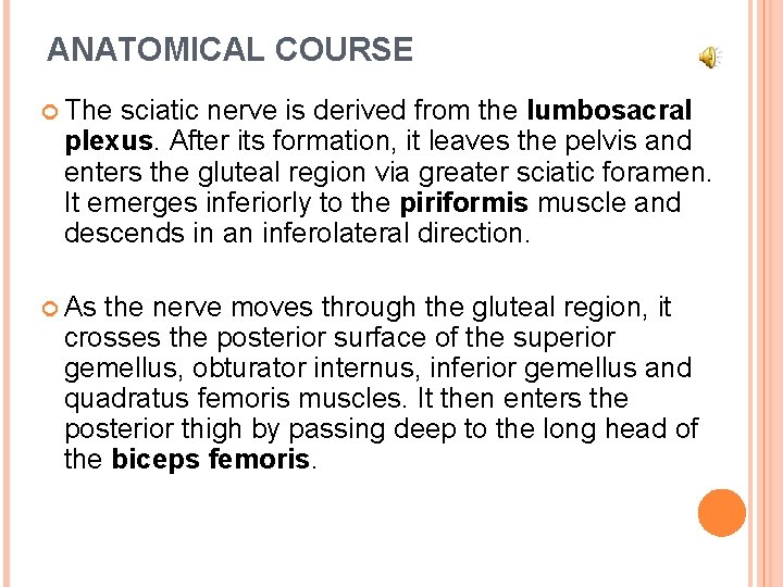 ANATOMICAL COURSE The sciatic nerve is derived from the lumbosacral plexus. After its formation,