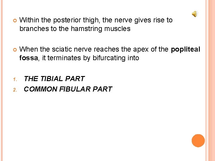  Within the posterior thigh, the nerve gives rise to branches to the hamstring