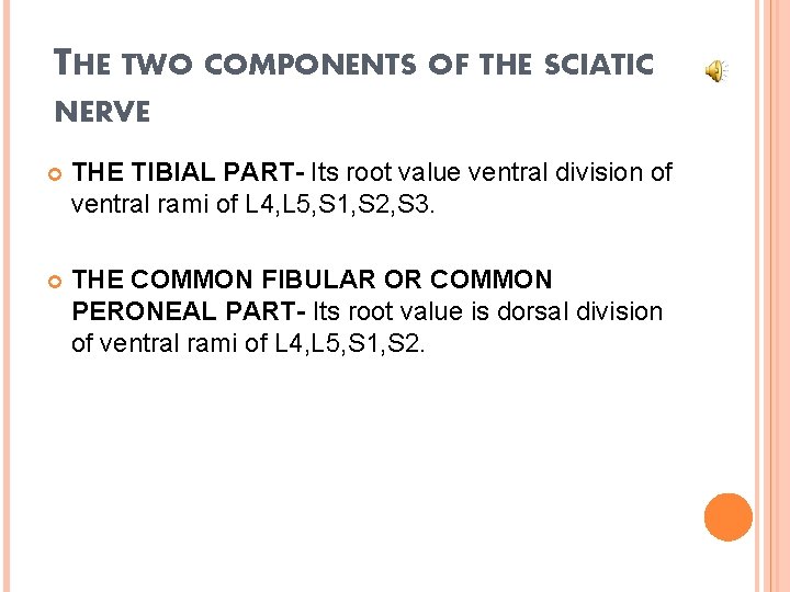 THE TWO COMPONENTS OF THE SCIATIC NERVE THE TIBIAL PART- Its root value ventral