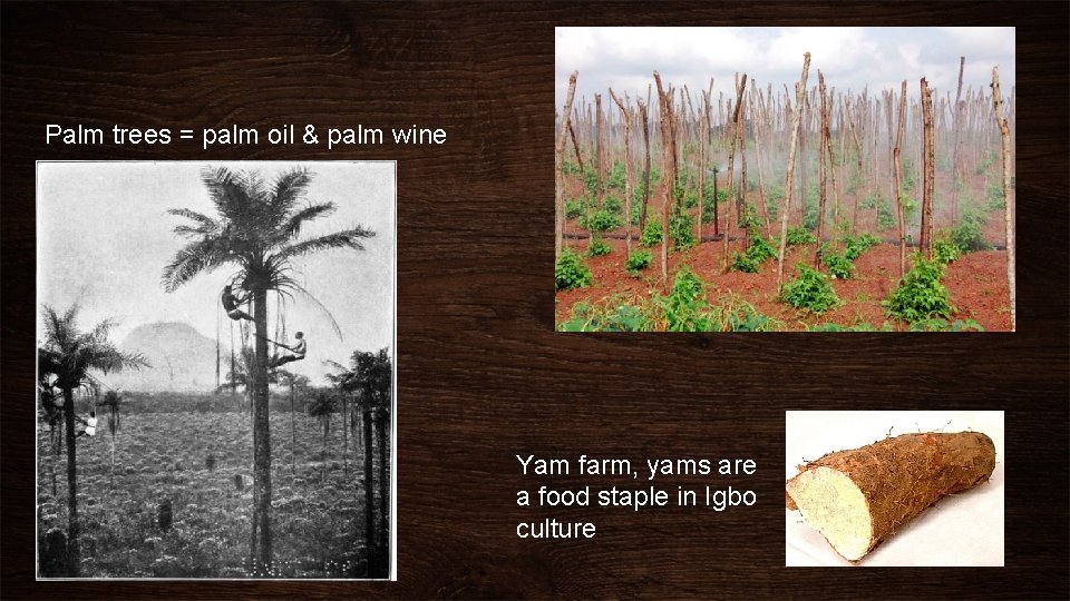 Palm trees = palm oil & palm wine Yam farm, yams are a food