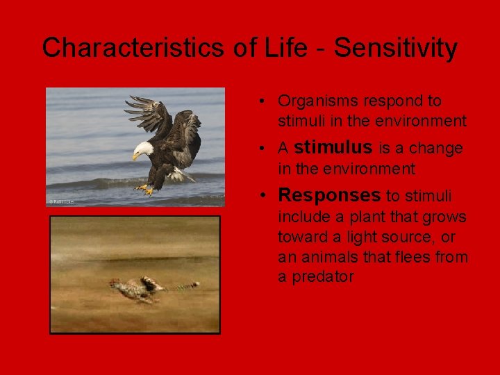 Characteristics of Life - Sensitivity • Organisms respond to stimuli in the environment •