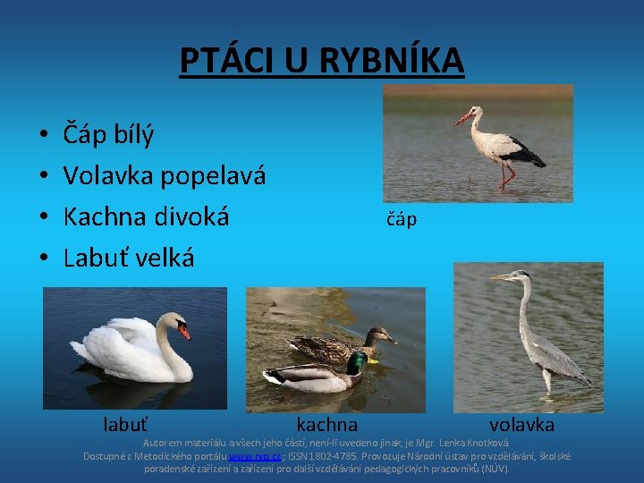 PTÁCI U RYBNÍKA • • Čáp bílý Volavka popelavá Kachna divoká Labuť velká labuť