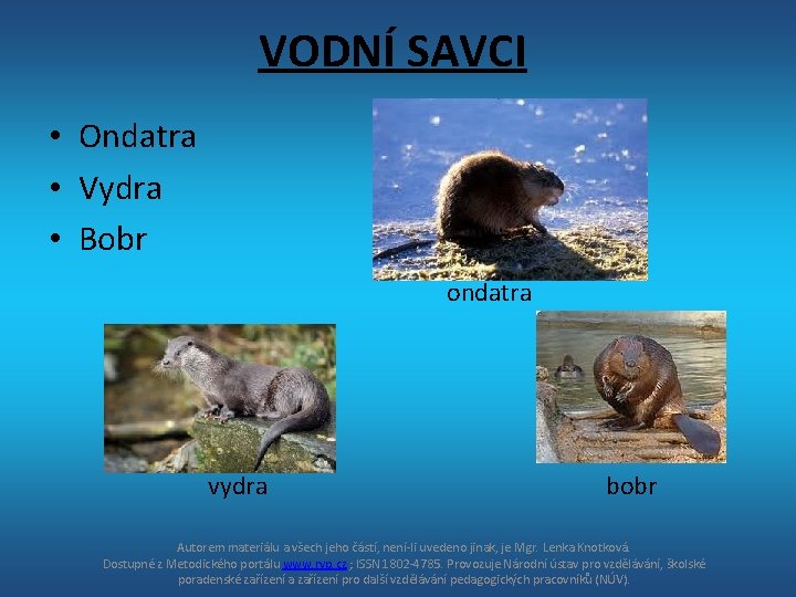 VODNÍ SAVCI • Ondatra • Vydra • Bobr ondatra vydra bobr Autorem materiálu a