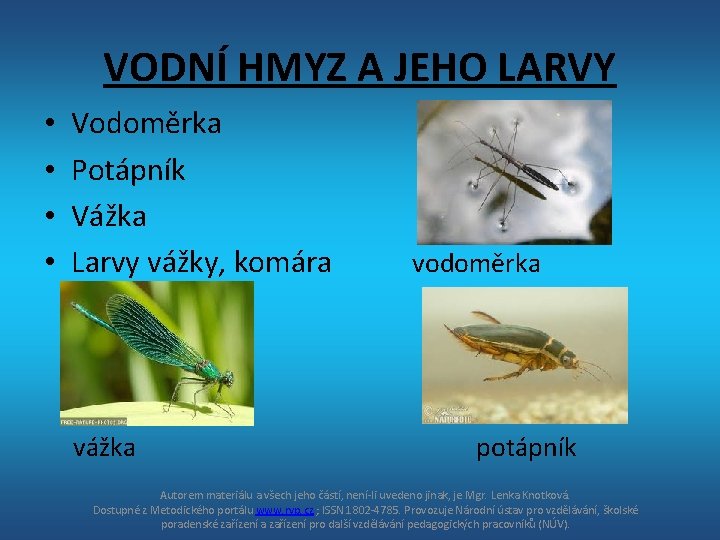 VODNÍ HMYZ A JEHO LARVY • • Vodoměrka Potápník Vážka Larvy vážky, komára vážka