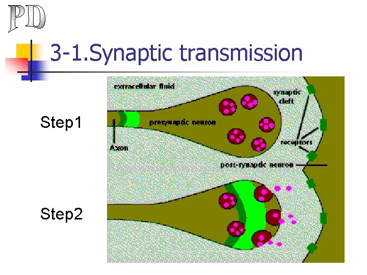 3 -1. Synaptic transmission Step 1 Step 2 