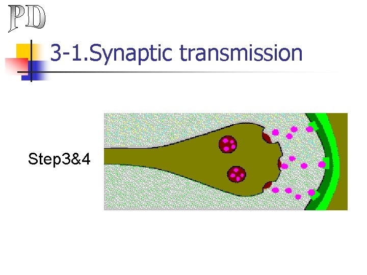 3 -1. Synaptic transmission Step 3&4 