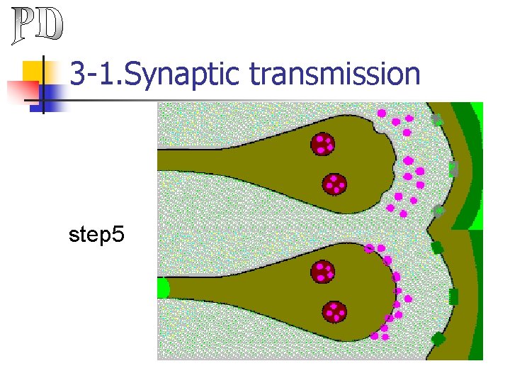 3 -1. Synaptic transmission step 5 