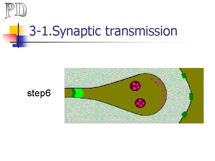3 -1. Synaptic transmission step 6 