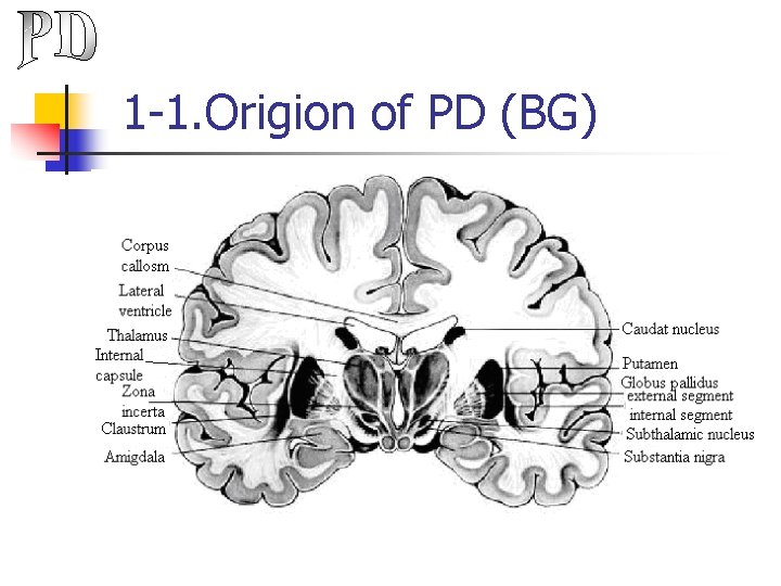 1 -1. Origion of PD (BG) 