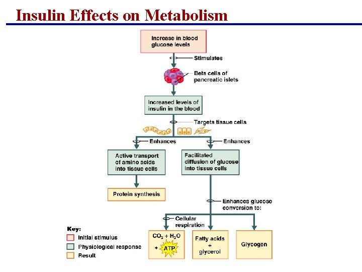 Insulin Effects on Metabolism Insulin Effects on Metabolism