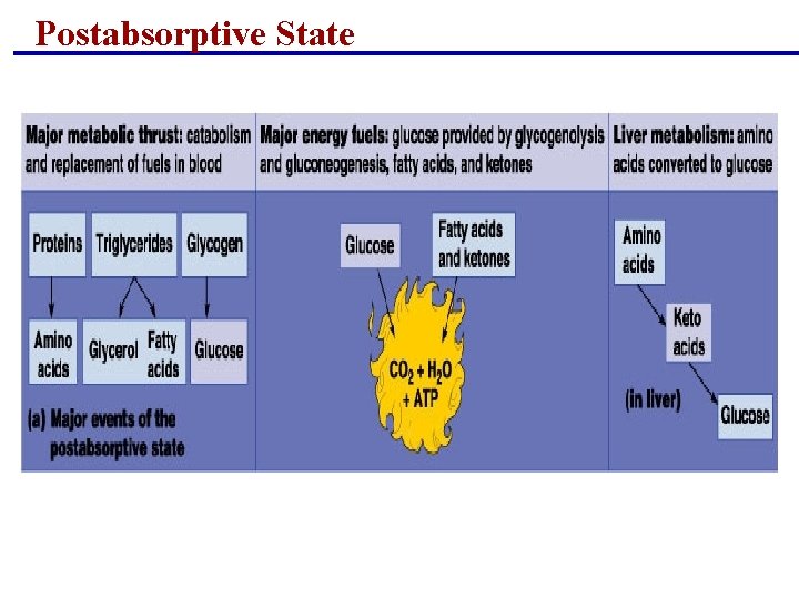 Postabsorptive State Postabsorptive State