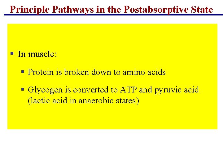 Principle Pathways in the Postabsorptive State § In muscle: § Protein is broken down Principle Pathways in the Postabsorptive State § In muscle: § Protein is broken down