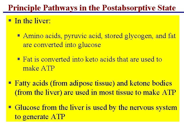 Principle Pathways in the Postabsorptive State § In the liver: § Amino acids, pyruvic Principle Pathways in the Postabsorptive State § In the liver: § Amino acids, pyruvic