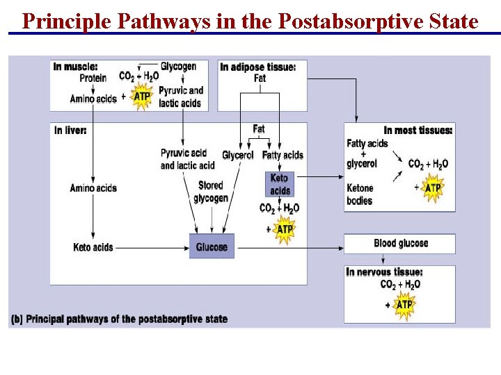 Principle Pathways in the Postabsorptive State Principle Pathways in the Postabsorptive State