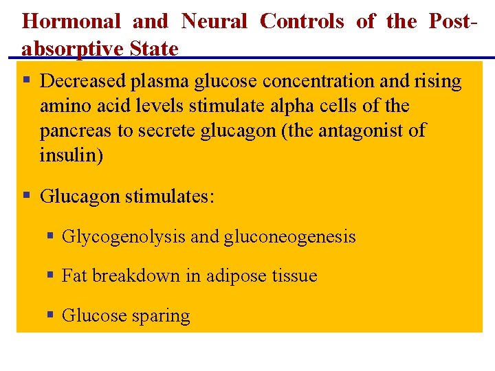 Hormonal and Neural Controls of the Postabsorptive State § Decreased plasma glucose concentration and Hormonal and Neural Controls of the Postabsorptive State § Decreased plasma glucose concentration and
