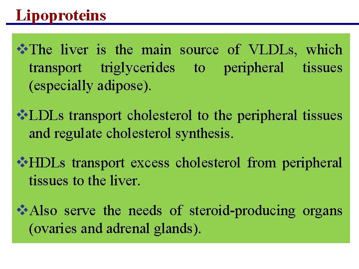 Lipoproteins v. The liver is the main source of VLDLs, which transport triglycerides to Lipoproteins v. The liver is the main source of VLDLs, which transport triglycerides to