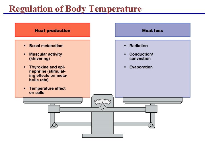 Regulation of Body Temperature Regulation of Body Temperature