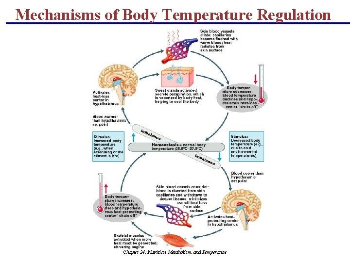 Mechanisms of Body Temperature Regulation Chapter 24: Nutrition, Metabolism, and Temperature Mechanisms of Body Temperature Regulation Chapter 24: Nutrition, Metabolism, and Temperature