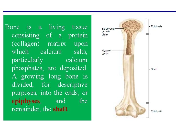 Bone is a living tissue consisting of a protein (collagen) matrix upon which calcium Bone is a living tissue consisting of a protein (collagen) matrix upon which calcium