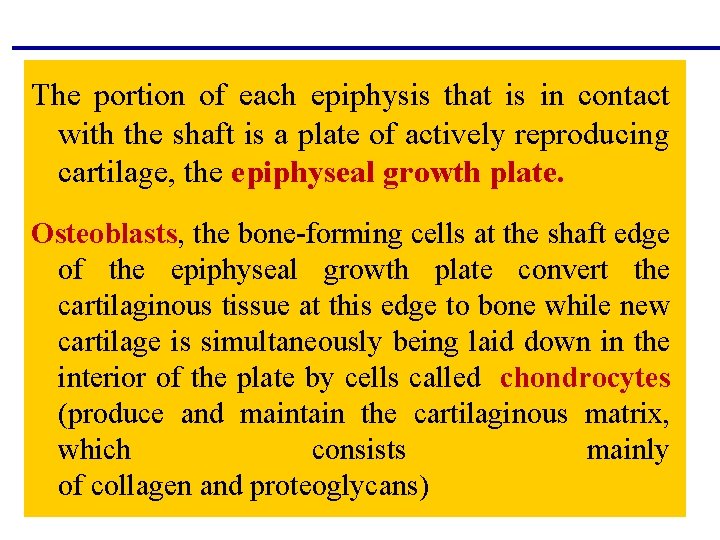The portion of each epiphysis that is in contact with the shaft is a The portion of each epiphysis that is in contact with the shaft is a