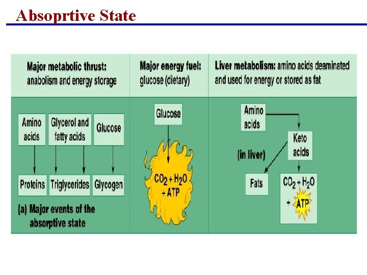 Absoprtive State Absoprtive State