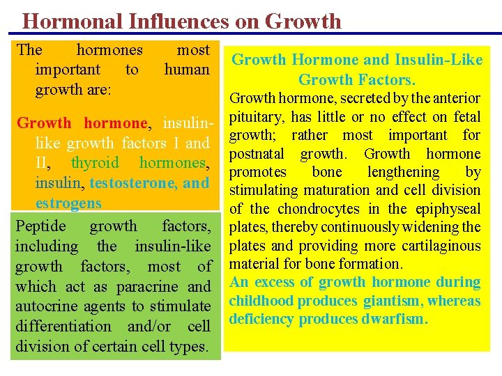 Hormonal Influences on Growth The hormones important to growth are: most human Growth hormone, Hormonal Influences on Growth The hormones important to growth are: most human Growth hormone,