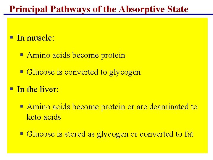 Principal Pathways of the Absorptive State § In muscle: § Amino acids become protein Principal Pathways of the Absorptive State § In muscle: § Amino acids become protein