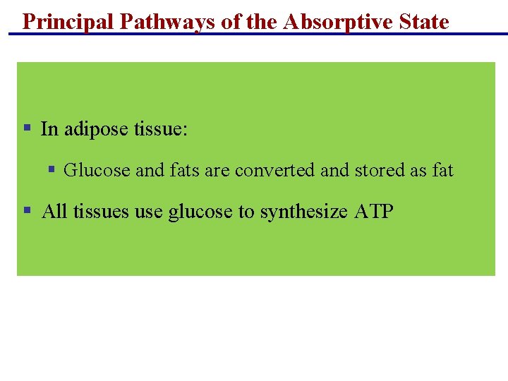 Principal Pathways of the Absorptive State § In adipose tissue: § Glucose and fats Principal Pathways of the Absorptive State § In adipose tissue: § Glucose and fats