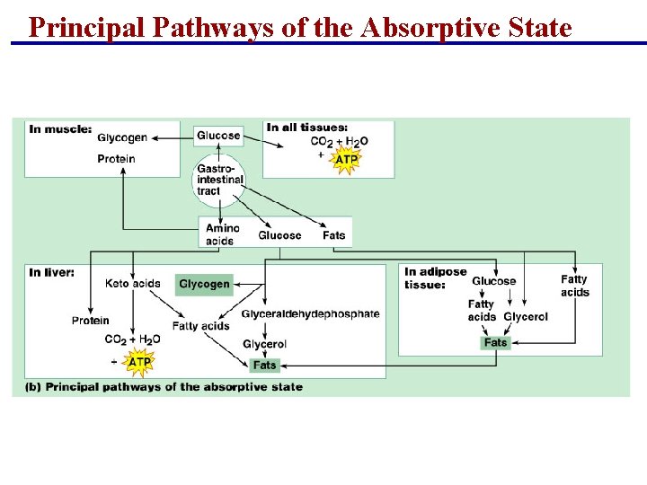 Principal Pathways of the Absorptive State Principal Pathways of the Absorptive State