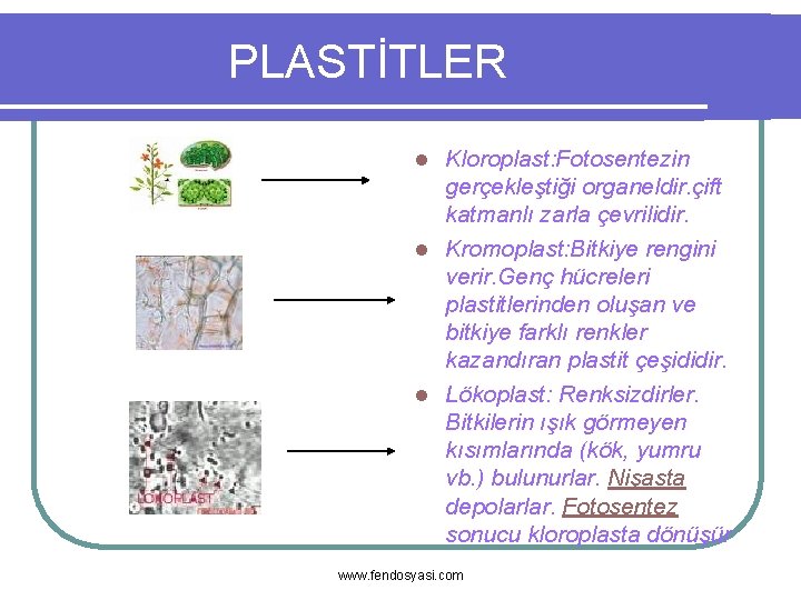 PLASTİTLER Kloroplast: Fotosentezin gerçekleştiği organeldir. çift katmanlı zarla çevrilidir. l Kromoplast: Bitkiye rengini verir.