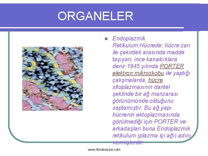 ORGANELER l Endoplazmik Retikulum: Hücrede; hücre zarı ile çekirdek arasında madde taşıyan, ince kanalcıklara