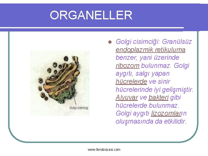 ORGANELLER l Golgi cisimciği: Granülsüz endoplazmik retikuluma benzer, yani üzerinde ribozom bulunmaz. Golgi aygıtı,