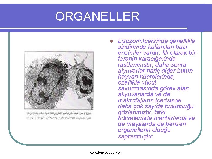 ORGANELLER l Lizozom: İçersinde genellikle sindirimde kullanılan bazı enzimler vardır. İlk olarak bir farenin