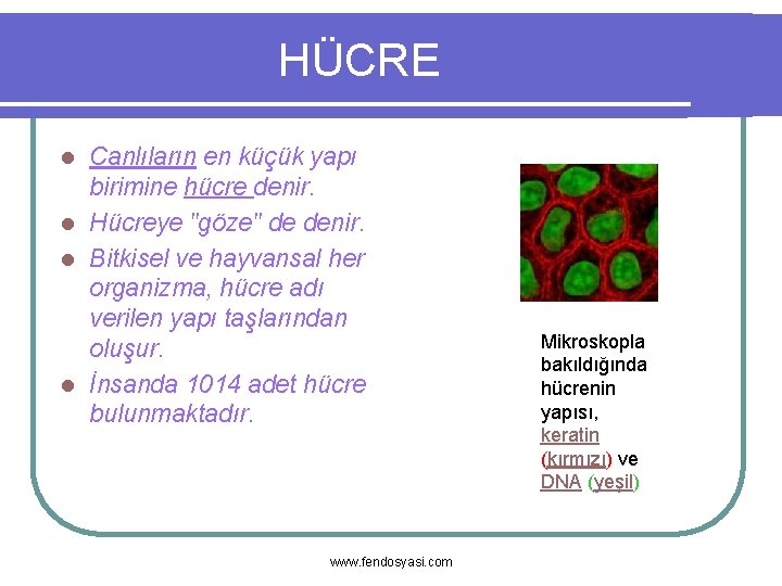 HÜCRE Canlıların en küçük yapı birimine hücre denir. l Hücreye "göze" de denir. l