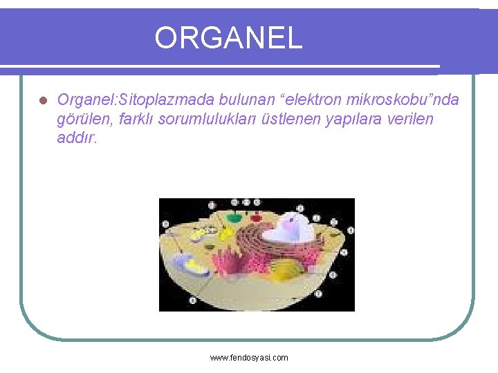 ORGANEL l Organel: Sitoplazmada bulunan “elektron mikroskobu”nda görülen, farklı sorumlulukları üstlenen yapılara verilen addır.