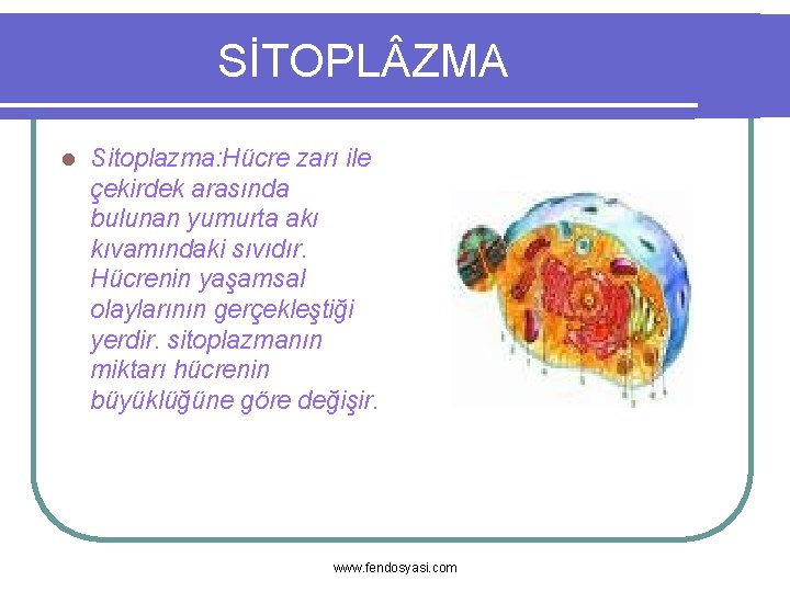 SİTOPL ZMA l Sitoplazma: Hücre zarı ile çekirdek arasında bulunan yumurta akı kıvamındaki sıvıdır.