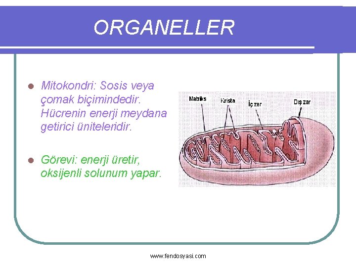 ORGANELLER l Mitokondri: Sosis veya çomak biçimindedir. Hücrenin enerji meydana getirici üniteleridir. l Görevi: