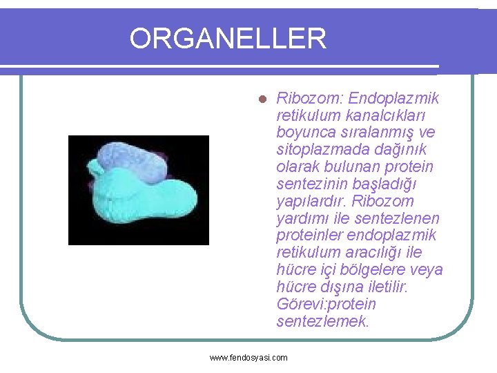 ORGANELLER l Ribozom: Endoplazmik retikulum kanalcıkları boyunca sıralanmış ve sitoplazmada dağınık olarak bulunan protein
