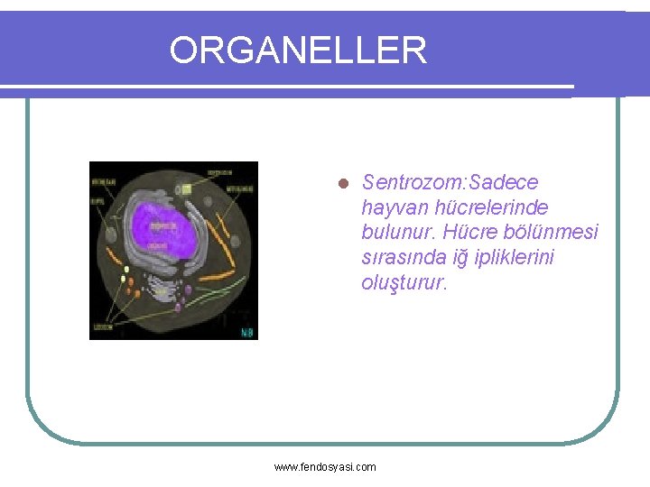 ORGANELLER l Sentrozom: Sadece hayvan hücrelerinde bulunur. Hücre bölünmesi sırasında iğ ipliklerini oluşturur. www.