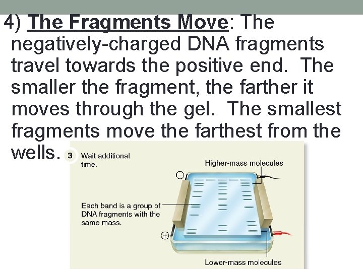 4) The Fragments Move: The negatively-charged DNA fragments travel towards the positive end. The