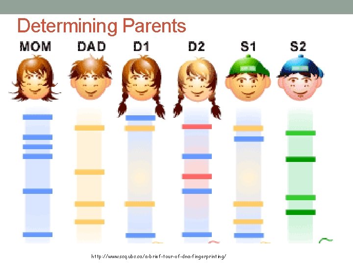 Determining Parents http: //www. scq. ubc. ca/a-brief-tour-of-dna-fingerprinting/ 