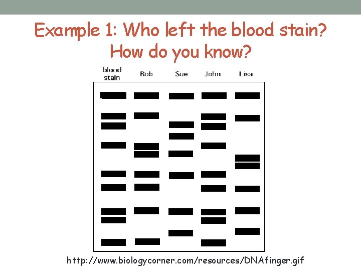 Example 1: Who left the blood stain? How do you know? http: //www. biologycorner.